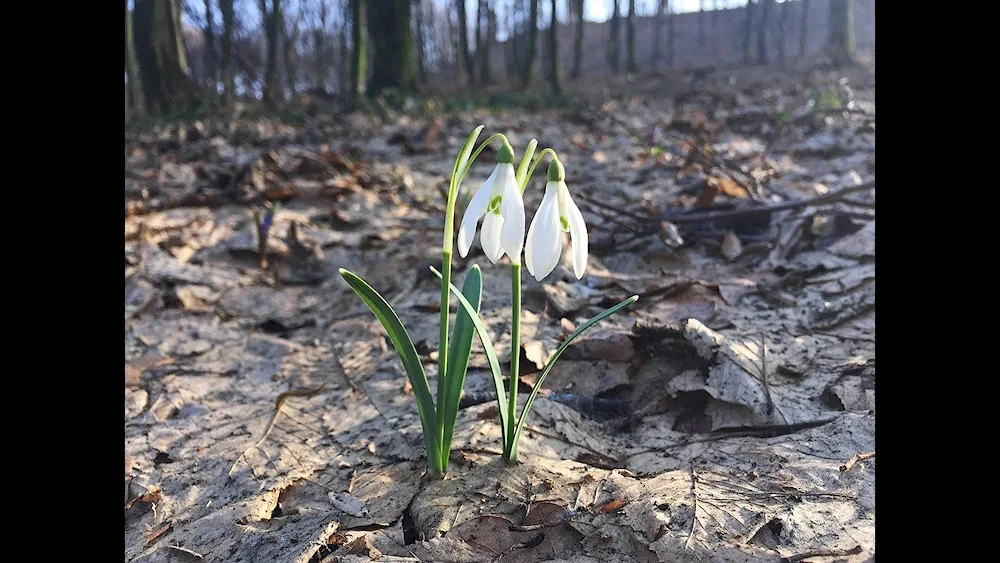 Snowdrop Siberian