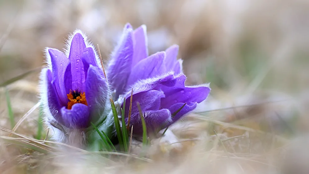 First flowers snowdrops crocuses hyacinths.