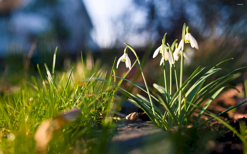 Snowdrops Lily of the valley