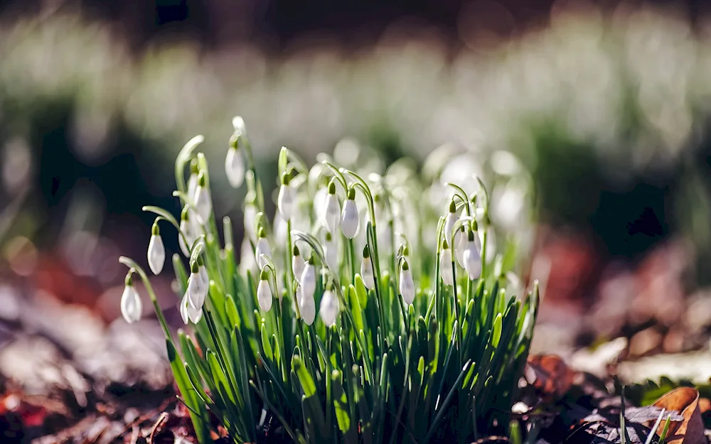 Narrow-leaved snowdrop