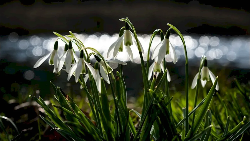 Snowdrops