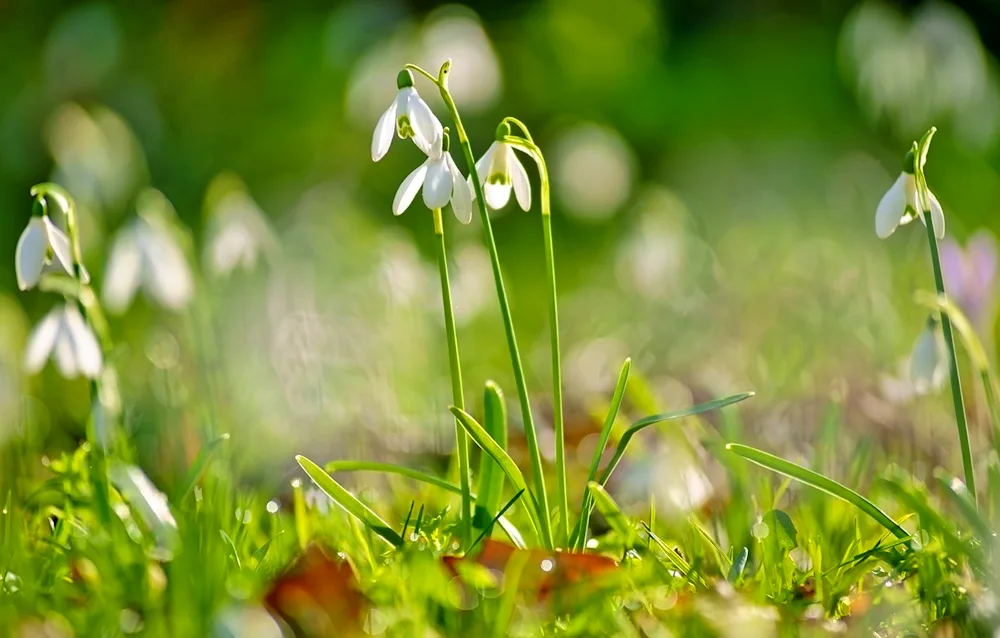 Cauliflower snowdrops