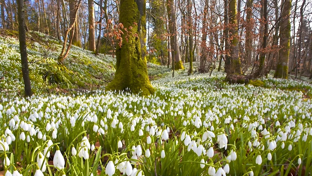 Snowdrops in the Botanical Garden of St. Petersburg