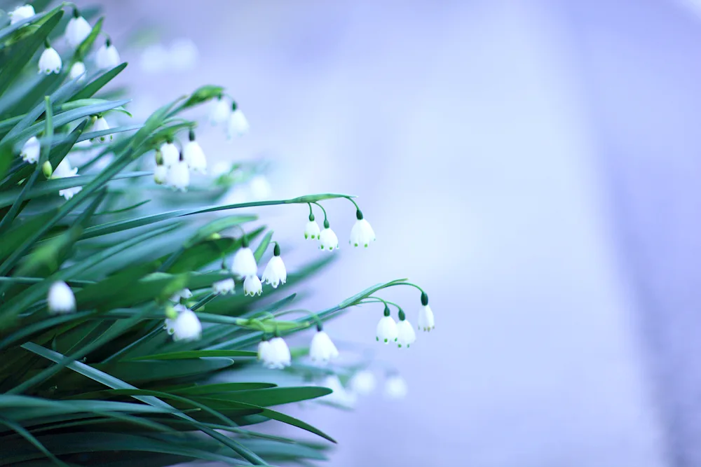 First flowers snowdrops crocus hyacinths.