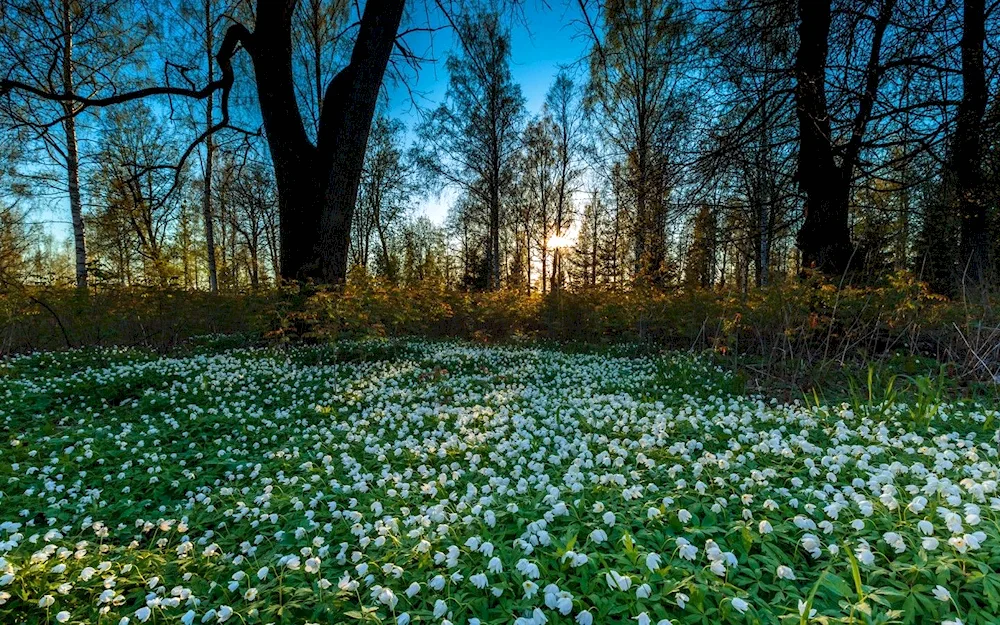 Snowdrops Lily-of-the-valley primroses