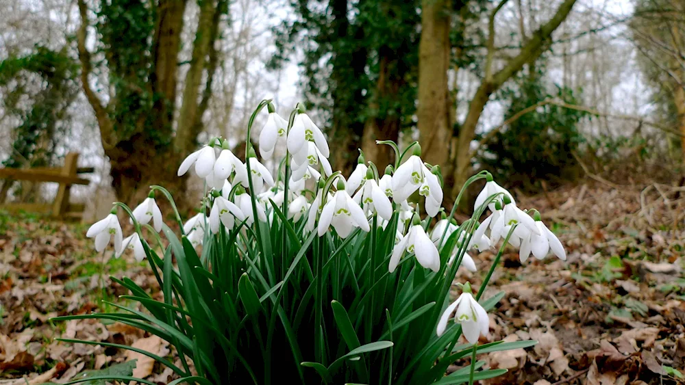 Snowdrops Lily of the valley