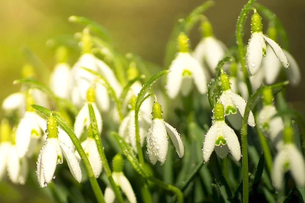 Snowdrops Lily of the valley primroses