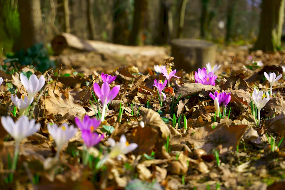 Palmated primroses