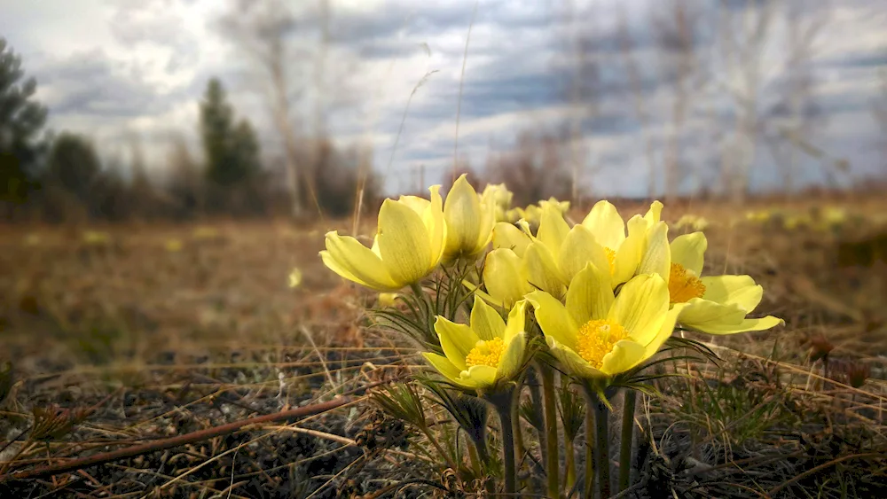 Snowdrops Ural shoots