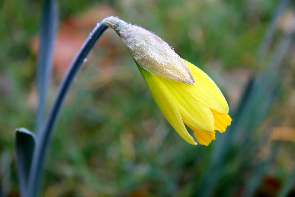 Snowdrops yellow