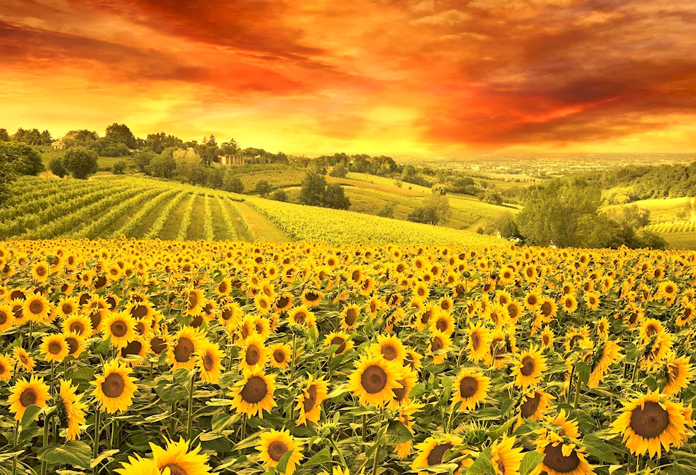 Sunflower Fields Tuscany- Italy