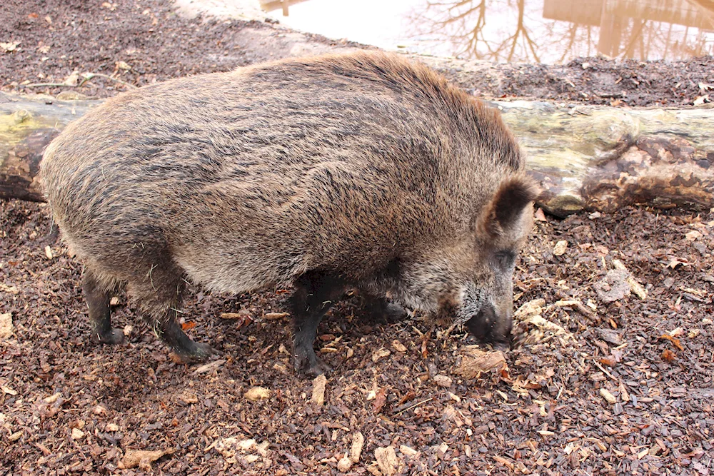 Caban hog Boar pig