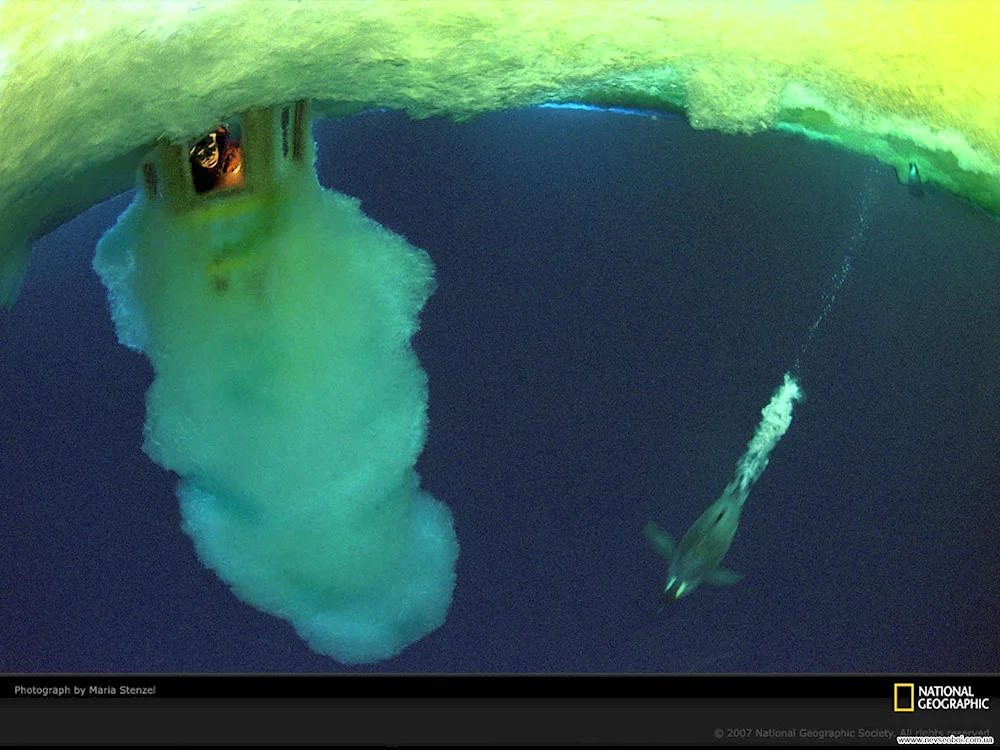 The underwater world of Antarctica