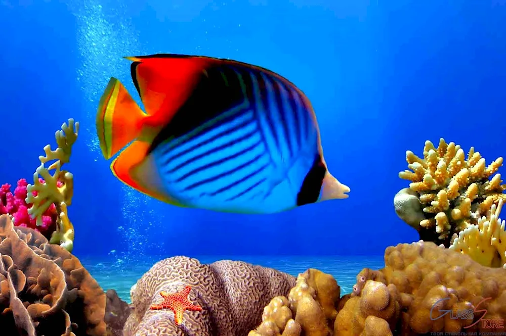 The Underwater World of Egypt Sharm El- Sheikh