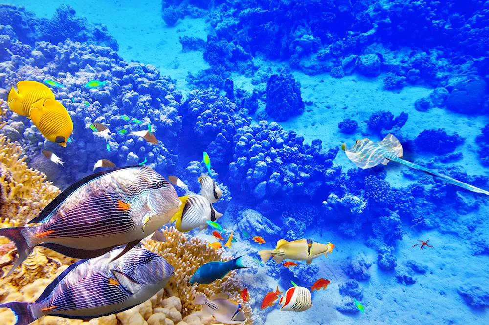 The Underwater World of Egypt Sharm El Sheikh