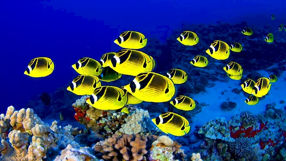 The Underwater World of Egypt Sharm El-. Sheikh