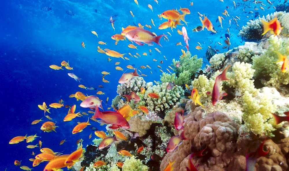 The Underwater World of Egypt Sharm El Sheikh