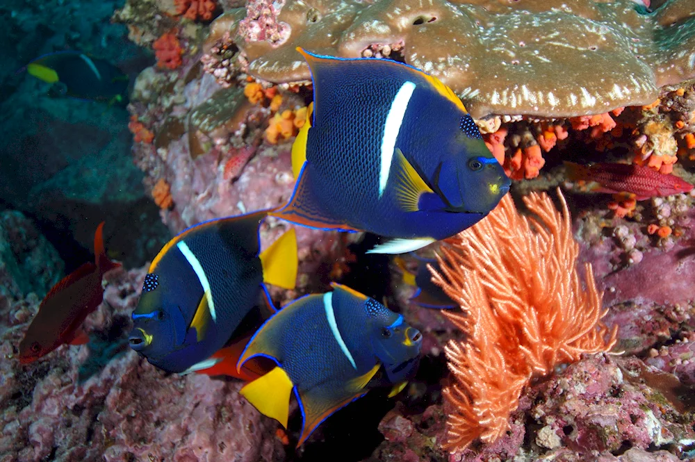 Red Sea Reef Coral Reef Fish