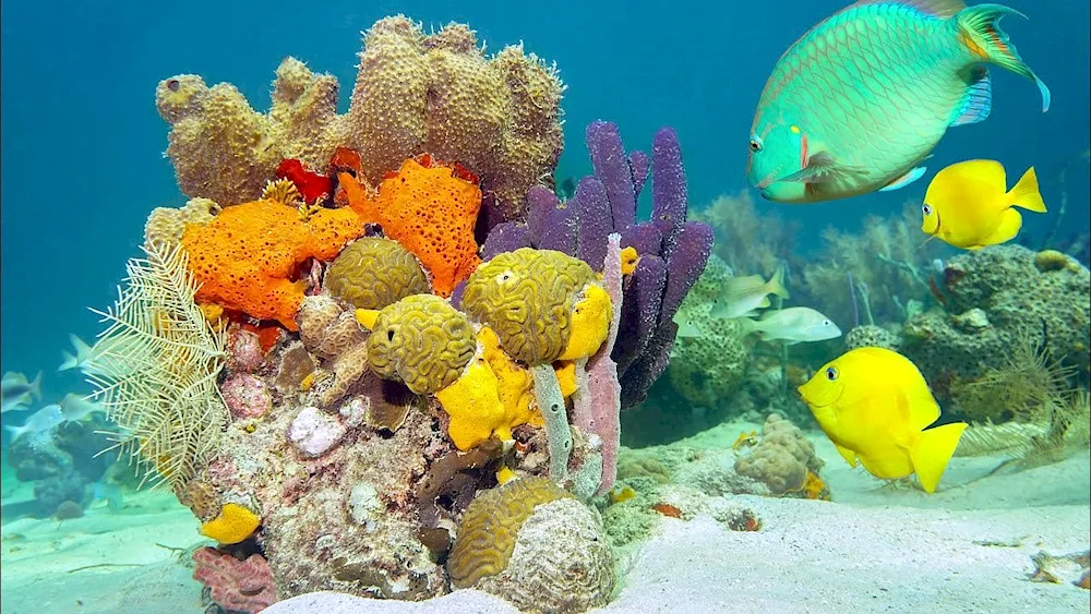 Underwater coral world