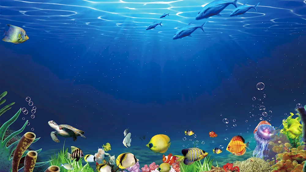 A fabulous underwater world