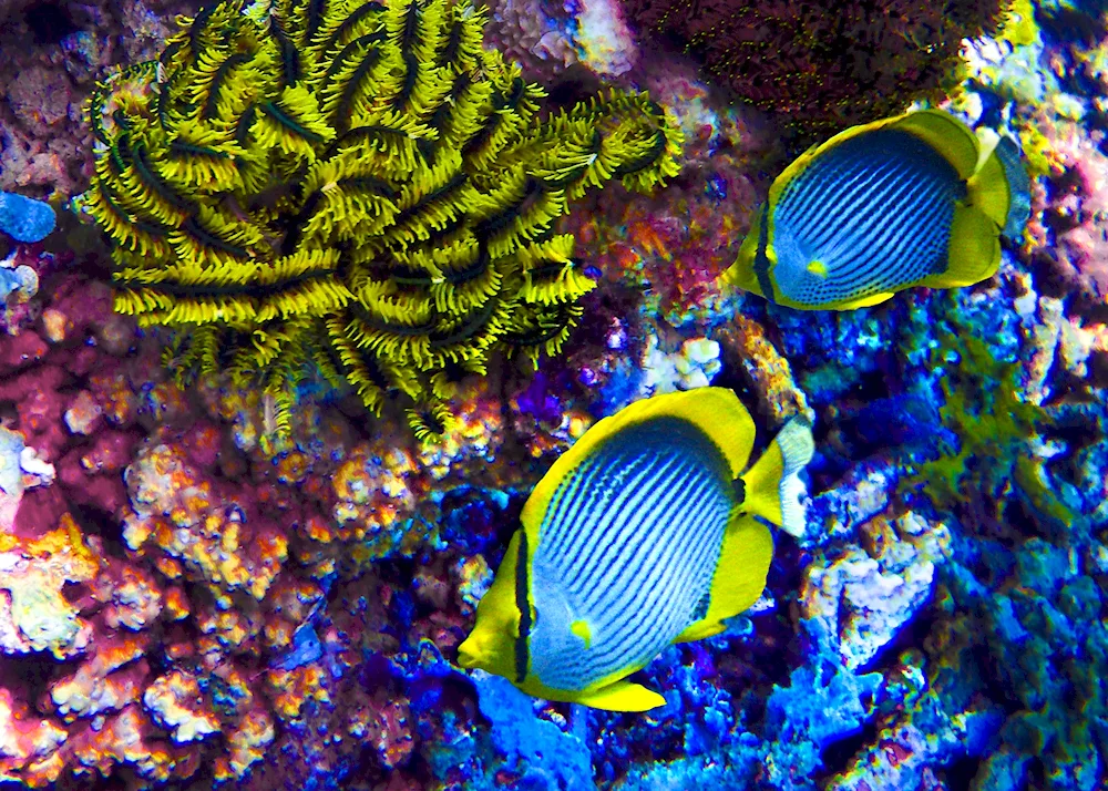 Mars Alam underwater reef
