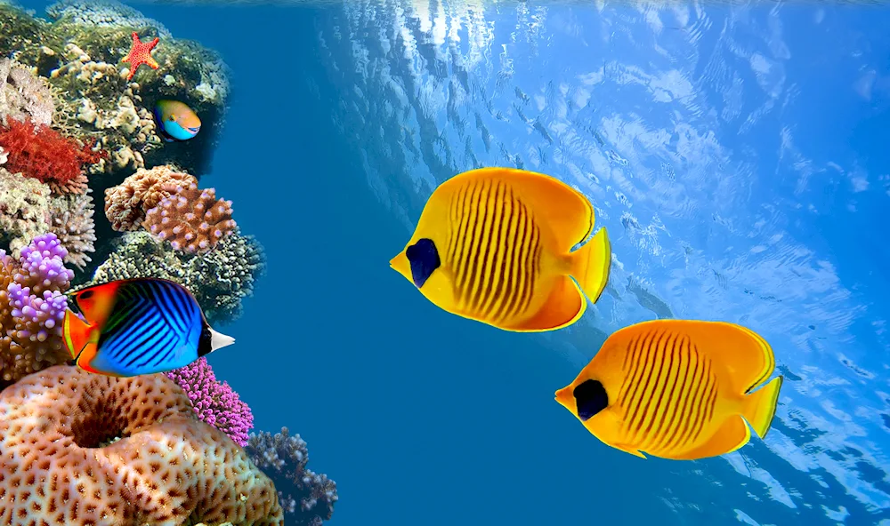 Sea Reef Reef