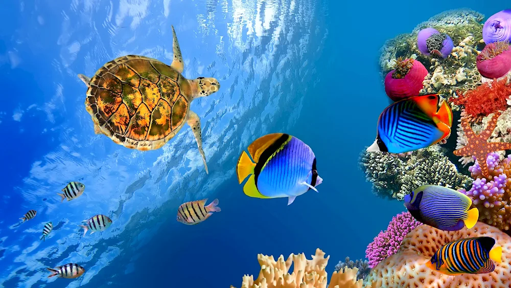 Sea bottom