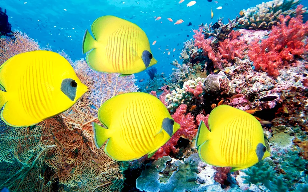 Tropical fish