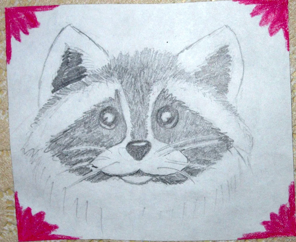 Raccoon art