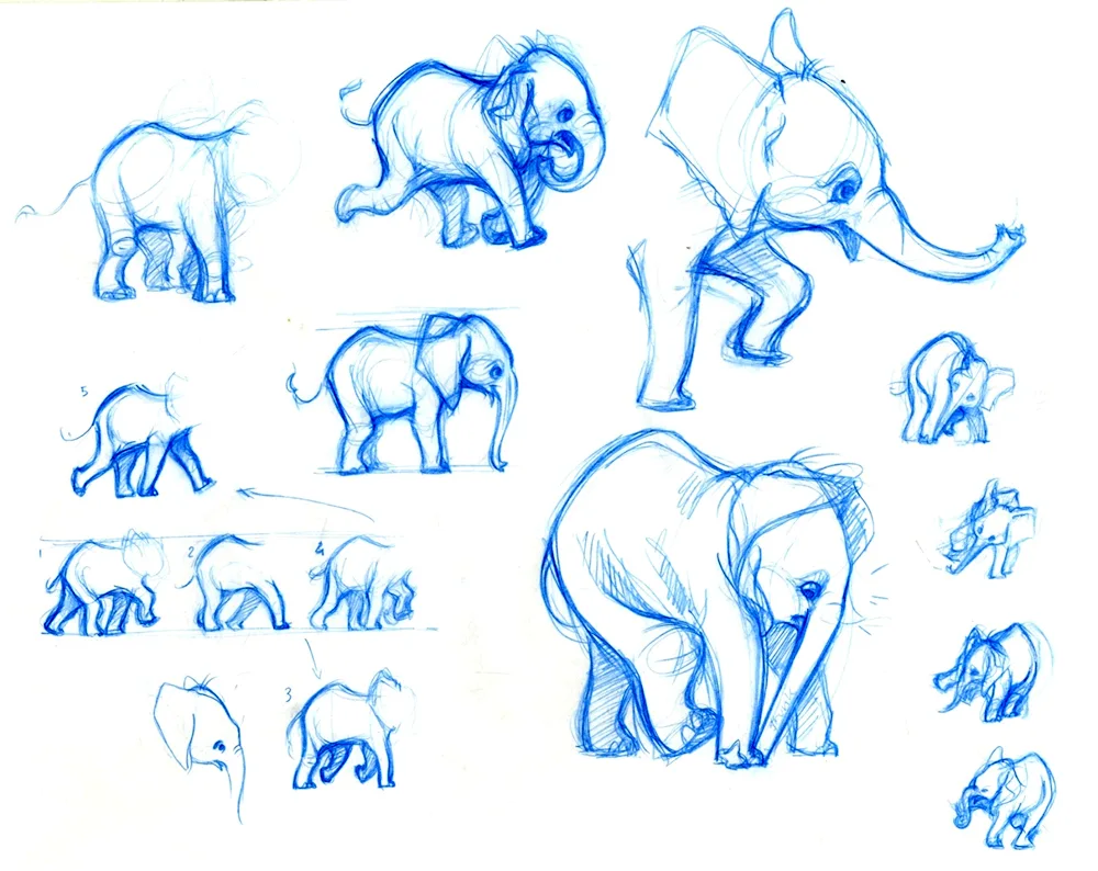 Elephant drawing