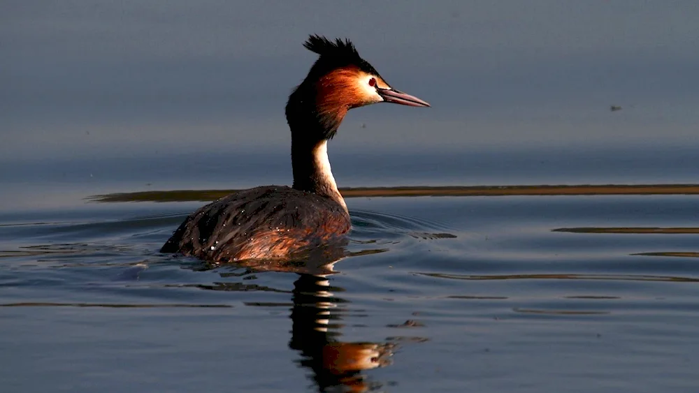 Ibis beaked chomga bird