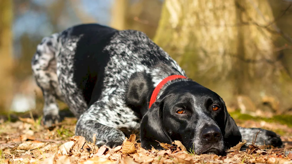 Russian hunting spaniel