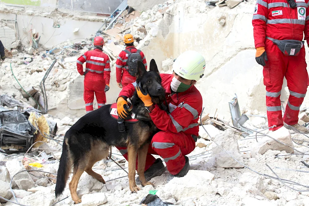 Mountain rescue dog