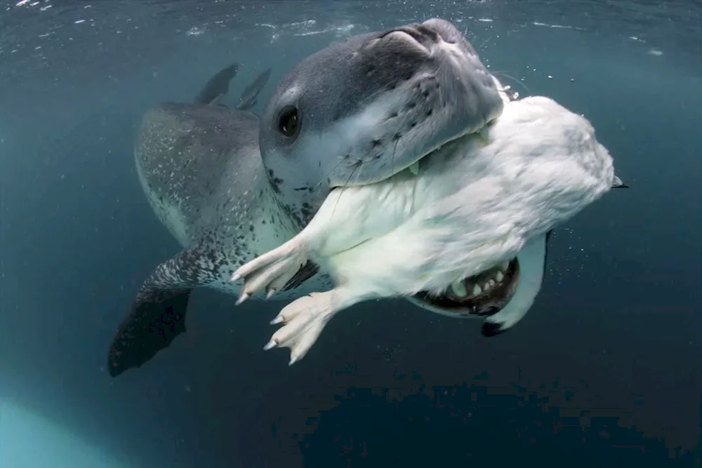 Baikal sea lion