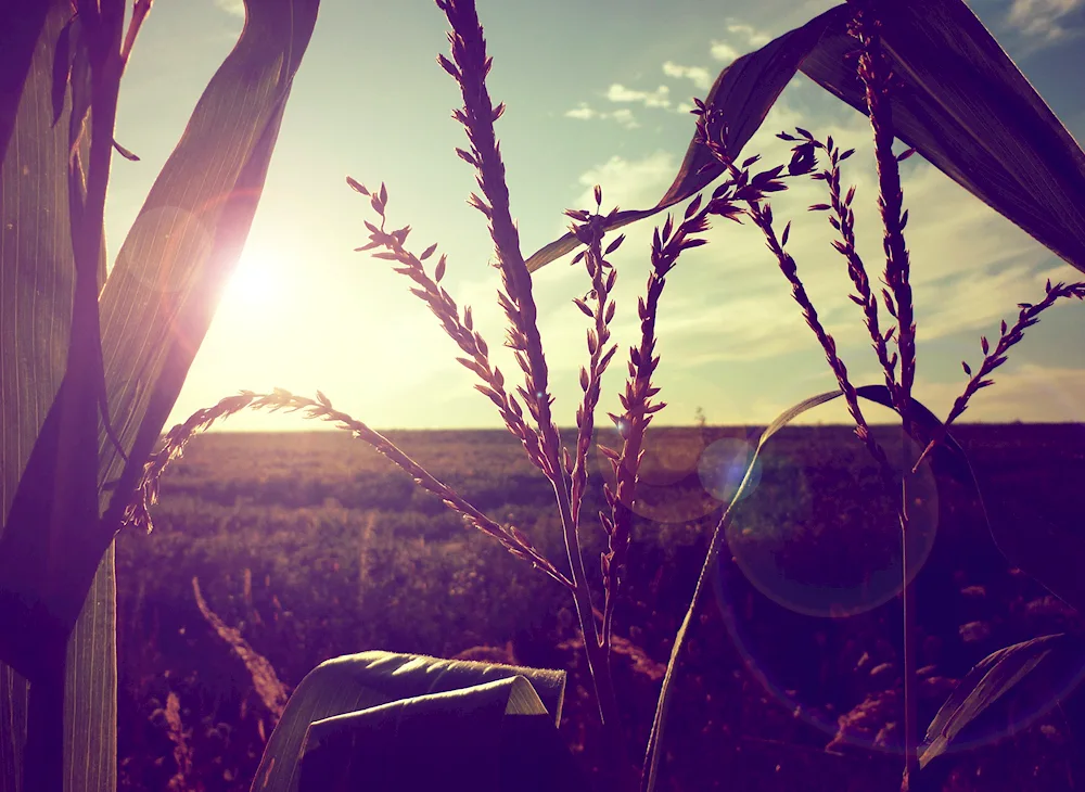 Field Aesthetics
