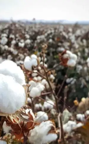 Cotton field