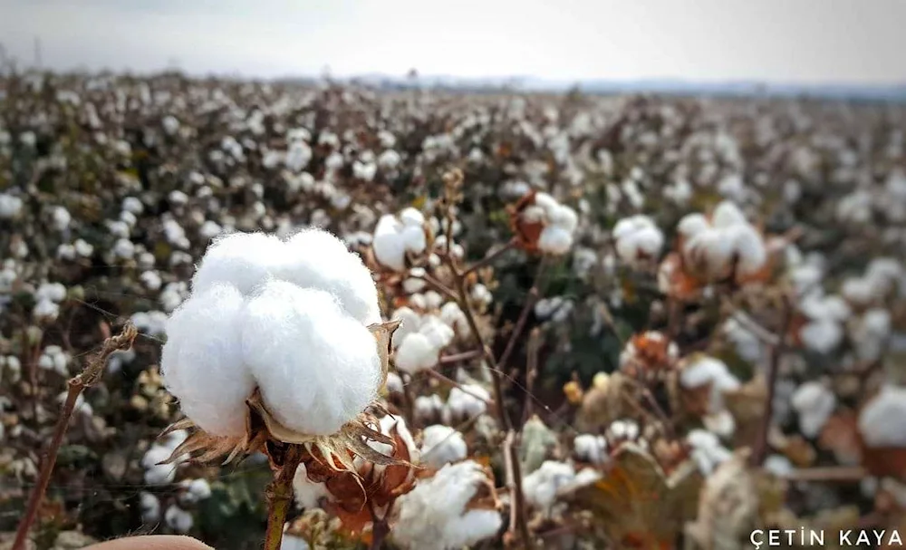 Cotton field