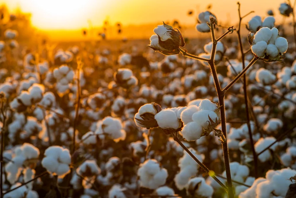 Cotton field