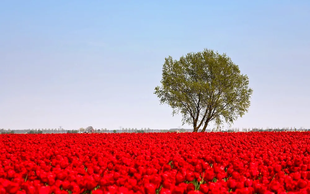 Kalmykia tulip fields