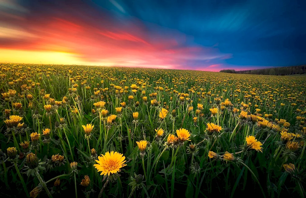 Dandelion Field