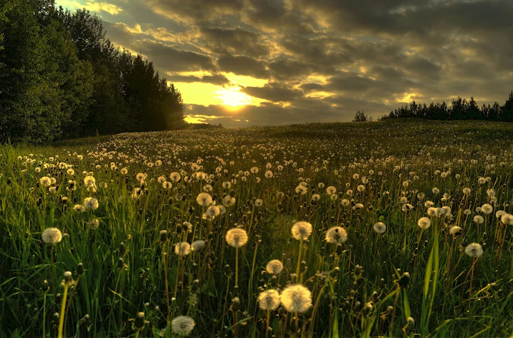 Dandelion Field