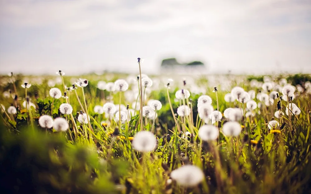 Dandelion Field