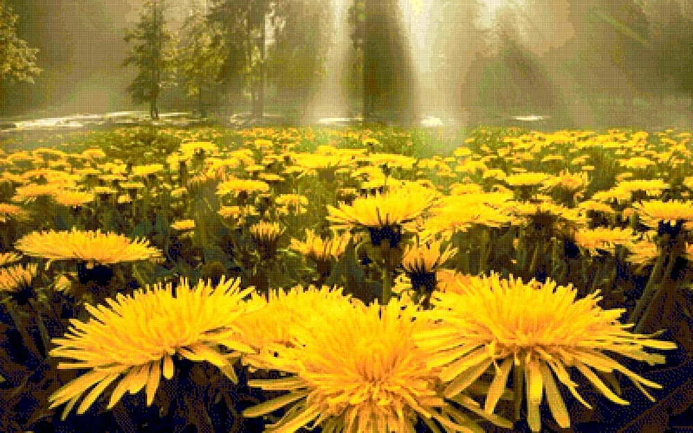 Dandelion field Genshin