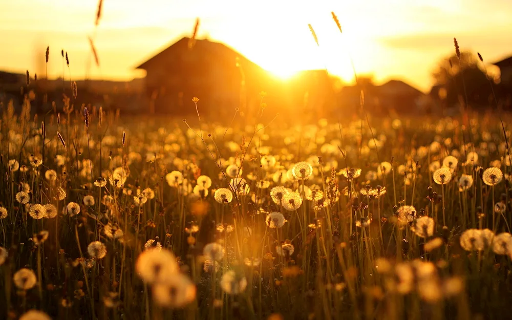 Dandelion field in the sun