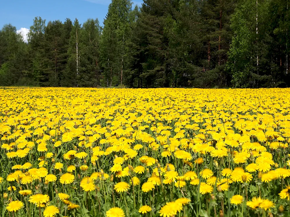 Dandelion Field