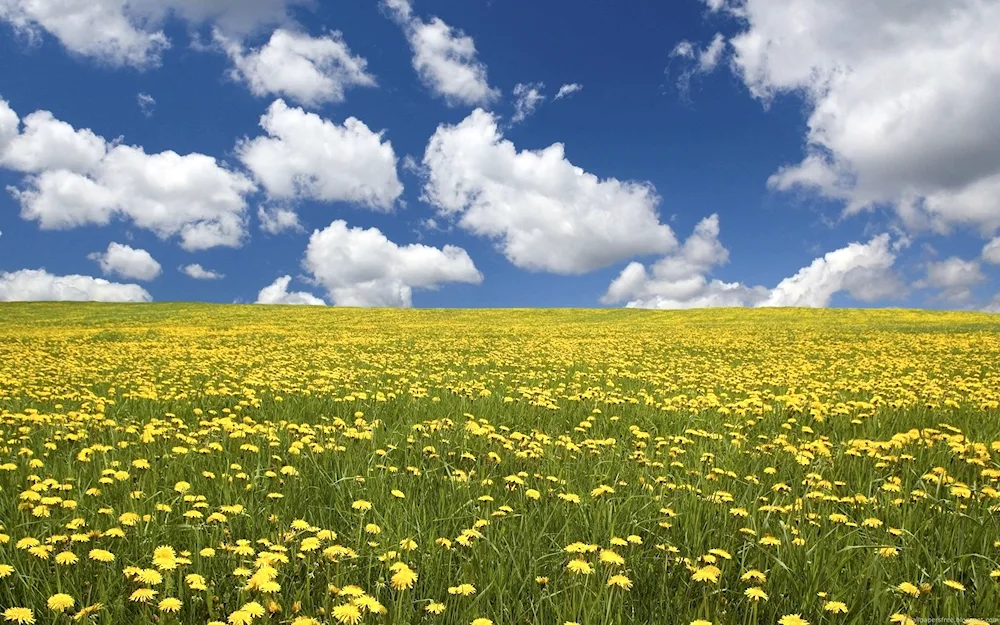 Dandelion Field