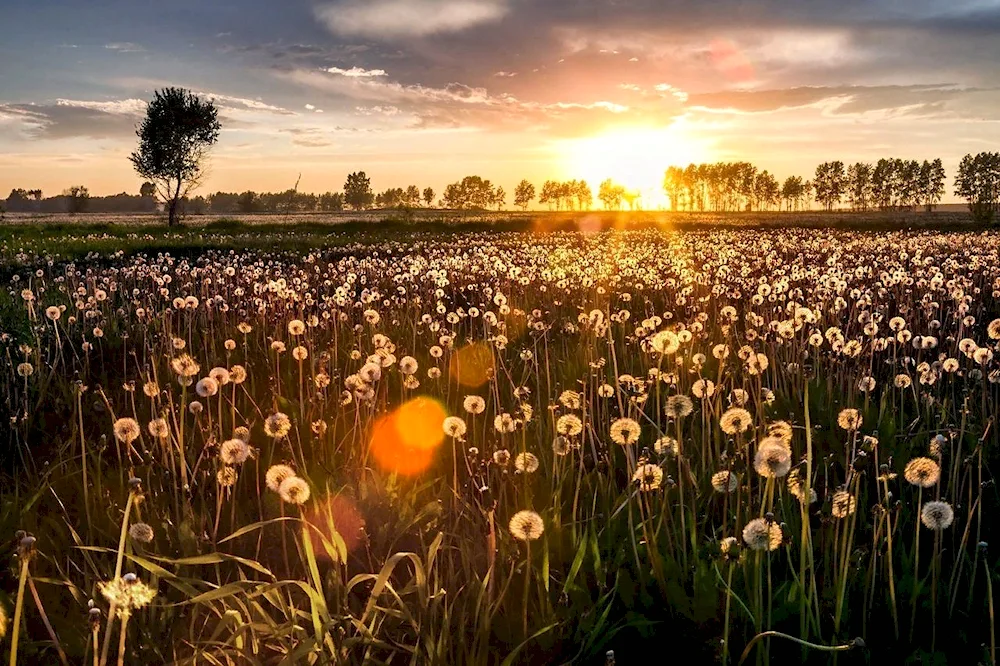 Dandelion Field