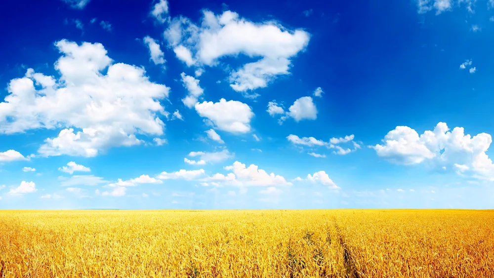 Grass and sky