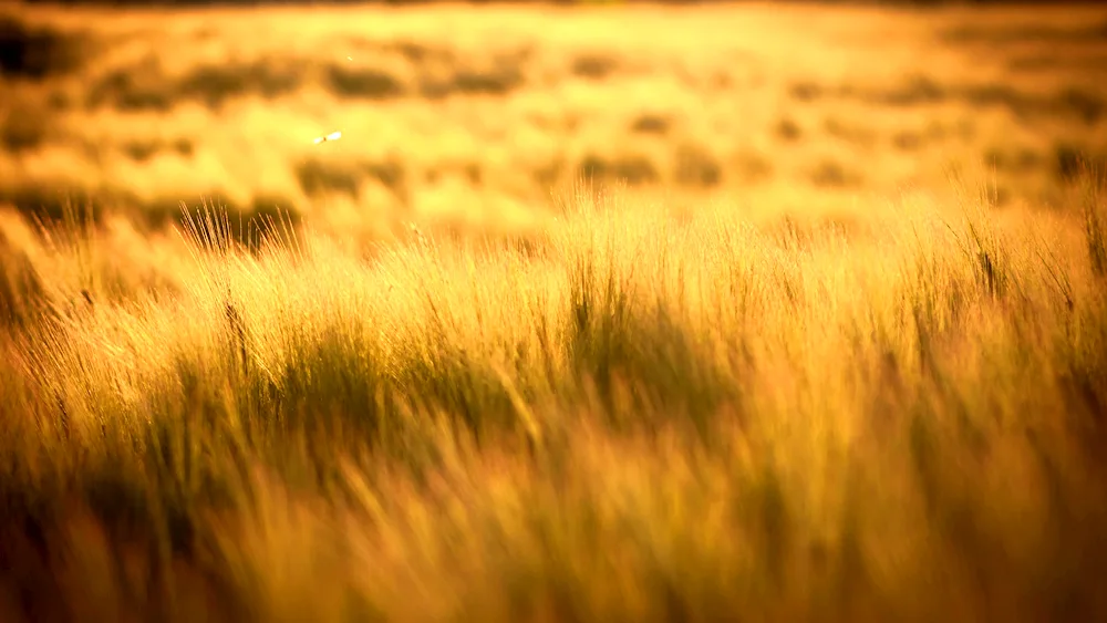 Wheat field