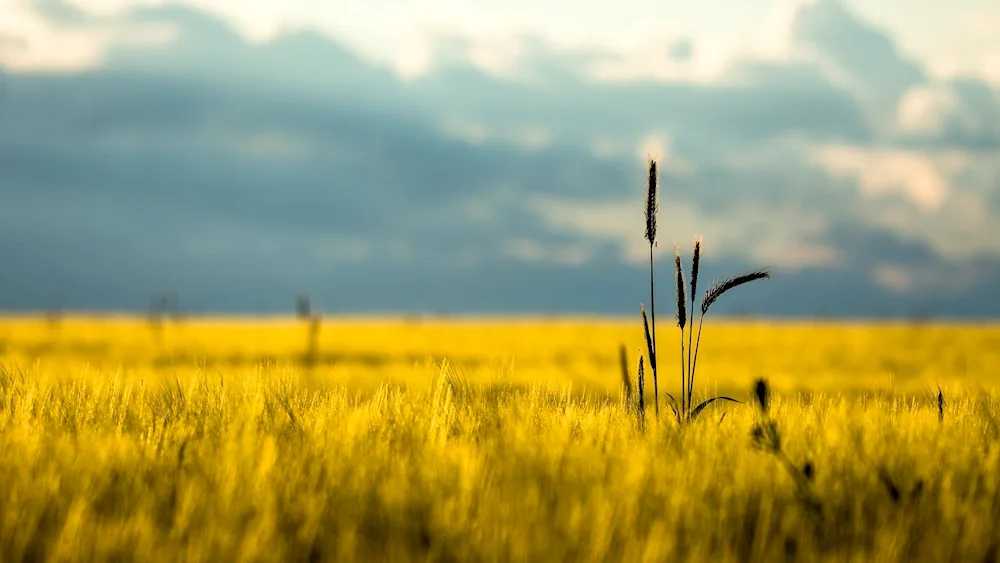 Wild steppe of Kazakhstan